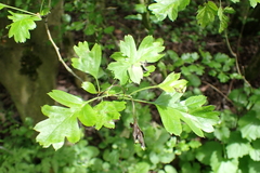 Operophtera brumata