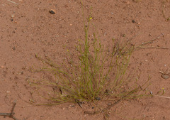 Goodenia armitiana