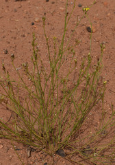 Goodenia armitiana