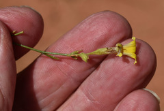 Goodenia armitiana