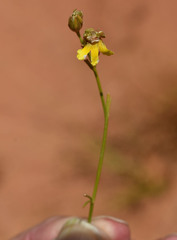 Goodenia armitiana