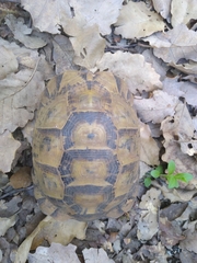 Testudo graeca graeca