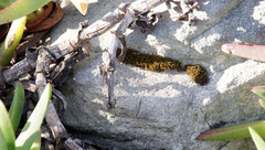 Pseudocrossidium crinitum