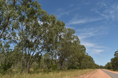 Eucalyptus tetrodonta