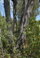 Eucalyptus tetrodonta