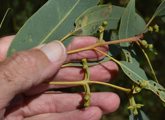 Eucalyptus tetrodonta
