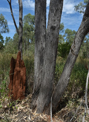 Eucalyptus tetrodonta