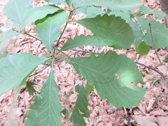 Quercus aliena