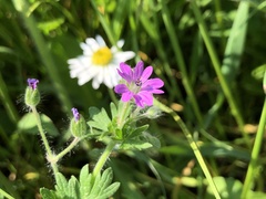 Geranium molle