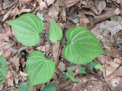Dioscorea tokoro