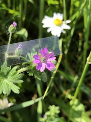 Geranium molle