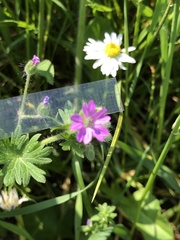 Geranium molle