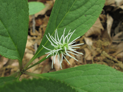 Chloranthus fortunei