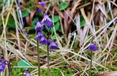 Soldanella montana