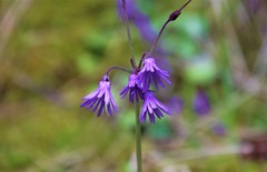 Soldanella montana