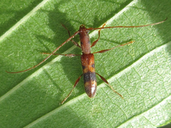 Falsoibidion bipunctatum