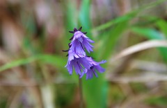 Soldanella montana