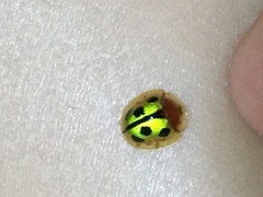 Chiridopsis bowringii