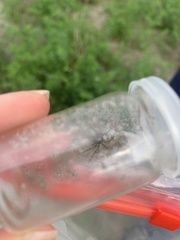 Arctosa perita