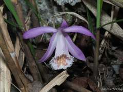 Pleione formosana