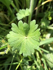 Geranium molle