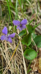 Viola