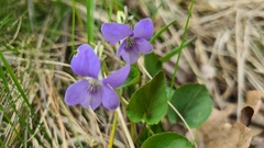Viola