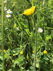 Ranunculus bulbosus