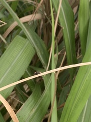 Physosmaragdina nigrifrons