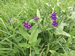 Anchusa officinalis
