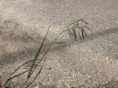 Bromus sterilis