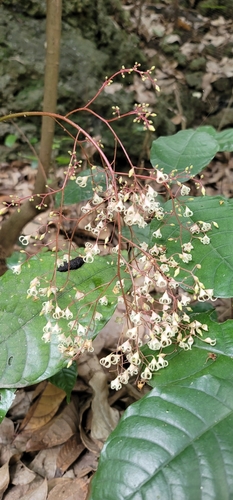 Sterculia monosperma