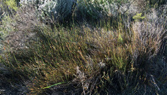 Hypodiscus willdenowia