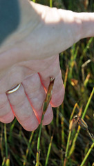 Hypodiscus willdenowia