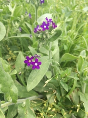 Anchusa officinalis