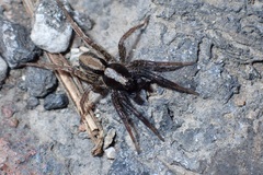 Alopecosa