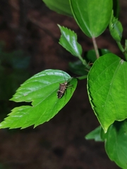 Cletomorpha benita