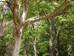 Lagerstroemia microcarpa