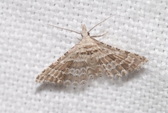Alucita palodactyla