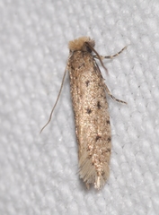 Ateliotum petrinella