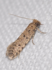 Ateliotum petrinella