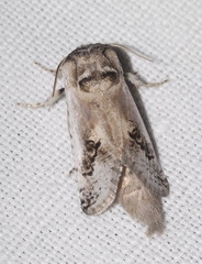 Parahypopta caestrum
