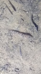 Afurcagobius suppositus