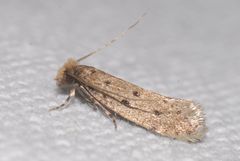 Ateliotum petrinella