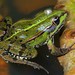 Edible Frog - Photo (c) Luciano 95, some rights reserved (CC BY)