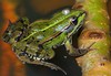 Edible Frog - Photo (c) Luciano 95, some rights reserved (CC BY)