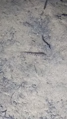 Afurcagobius suppositus