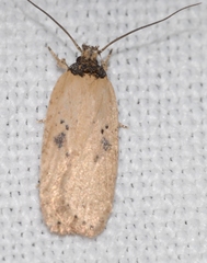 Agonopterix subpropinquella