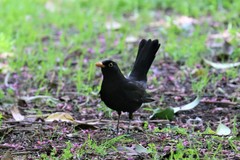 Turdus merula