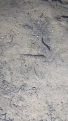 Afurcagobius suppositus
